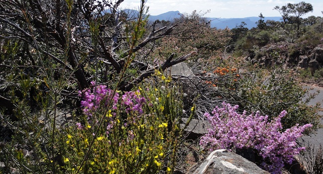 Ecology & Botany
