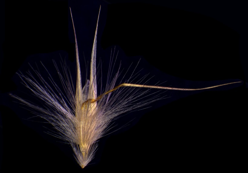 Wallaby-grass seed